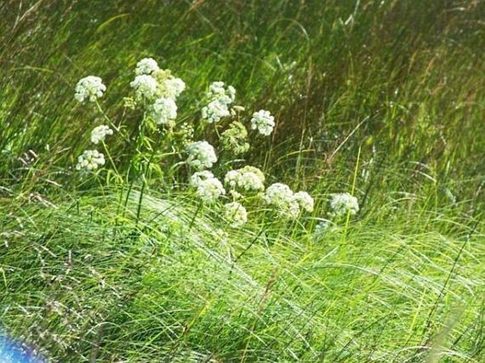 Cicuta maculata