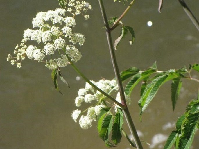 Cicuta maculata