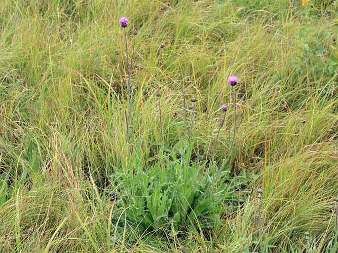 Cirsium canum