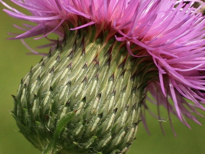 Cirsium canum