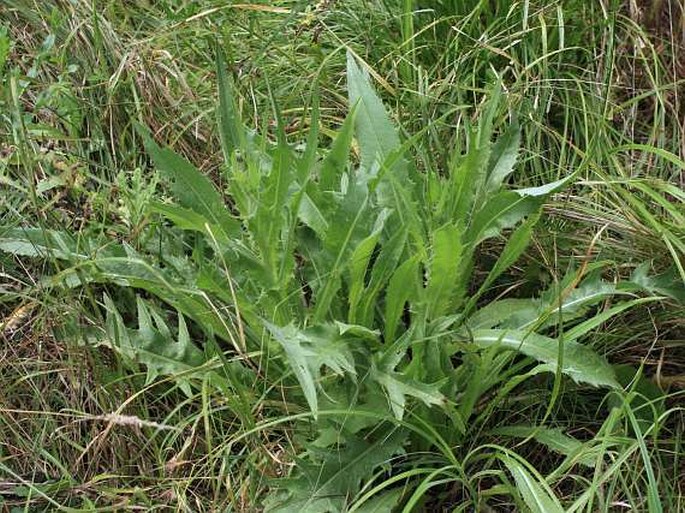 Cirsium canum