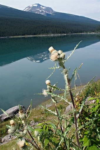 Cirsium hookerianum