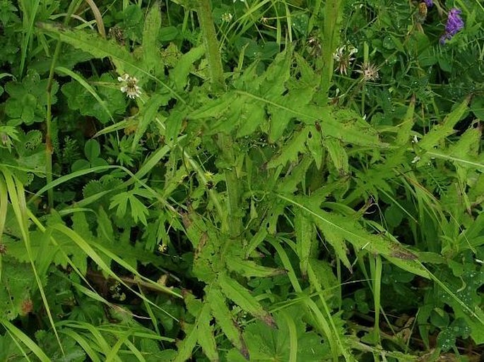 Cirsium × hybridum