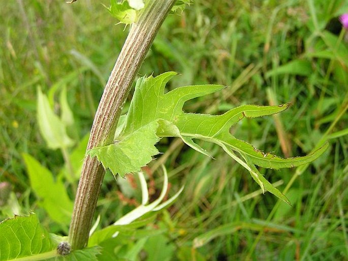 Cirsium ×affine