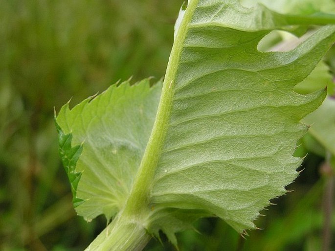 Cirsium ×affine