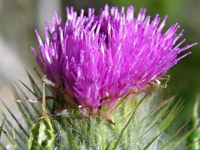 Cirsium brevistylum