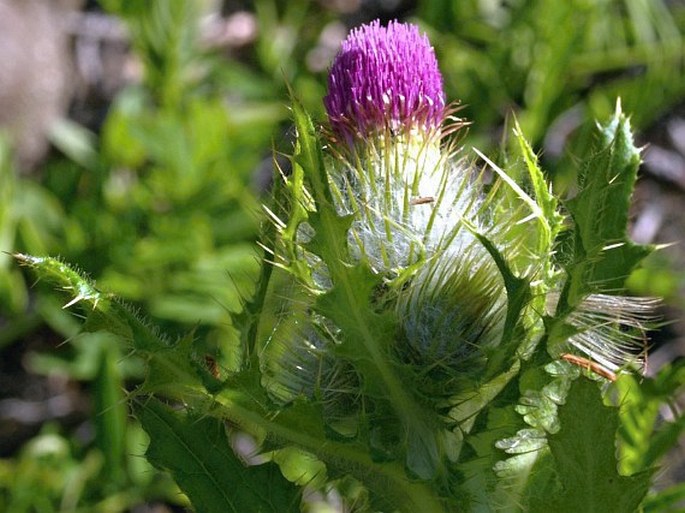 Cirsium brevistylum