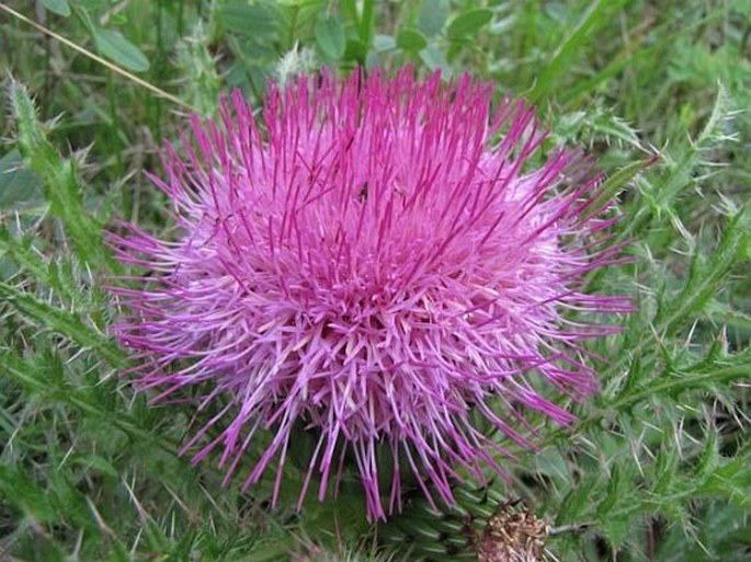 Cirsium drummondii