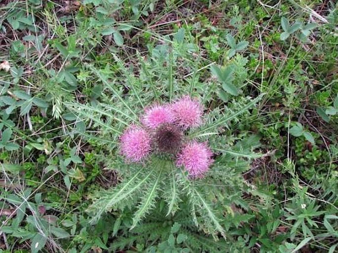 Cirsium drummondii