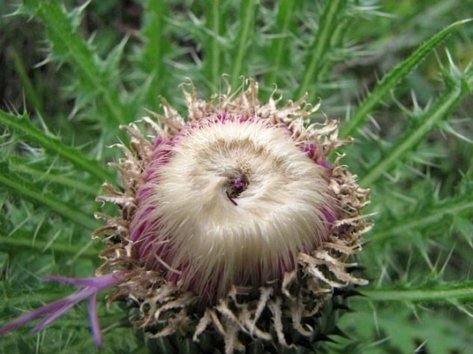 Cirsium drummondii