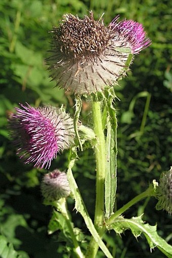 Cirsium edule