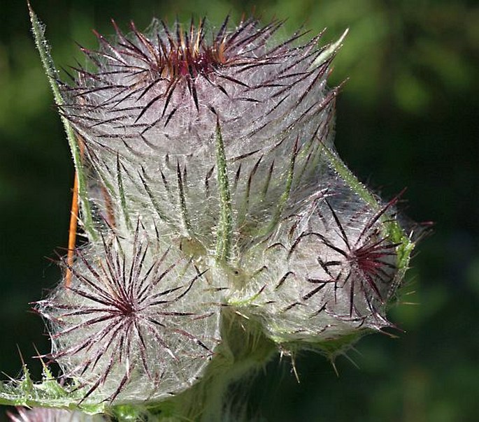 Cirsium edule