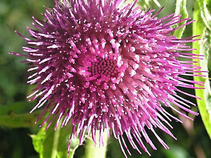 Cirsium edule