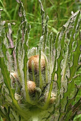 Cirsium foliosum