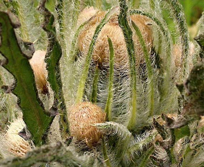 Cirsium foliosum