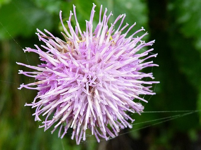 Cirsium latifolium