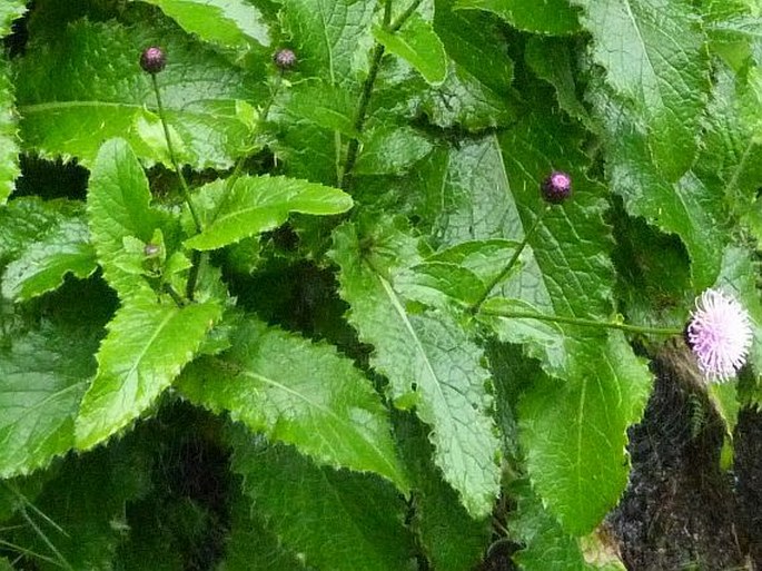 Cirsium latifolium