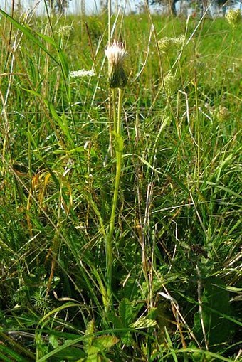 Cirsium ×rigens