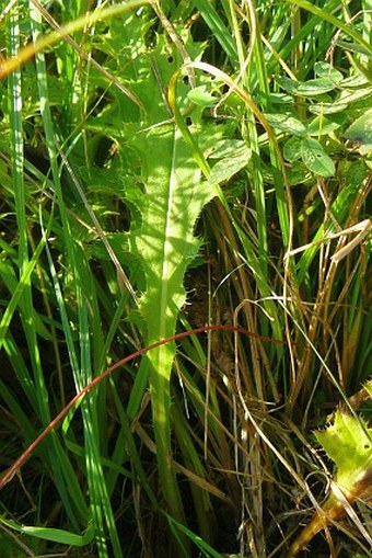 Cirsium ×rigens