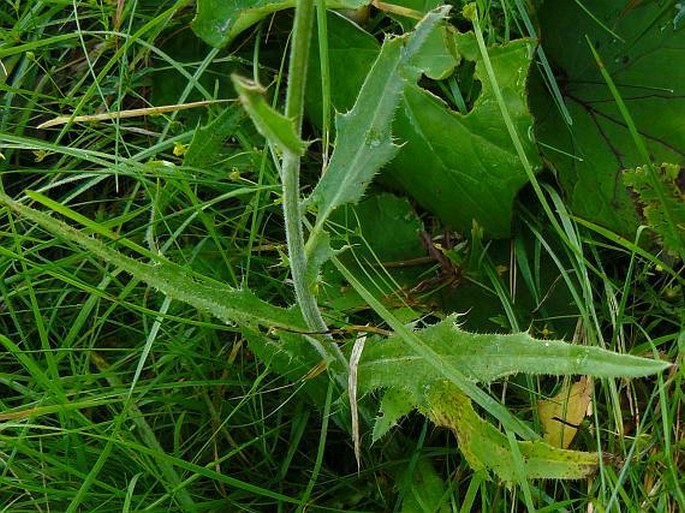 Cirsium ×rigens