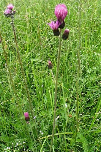 Cirsium ×subalpinum