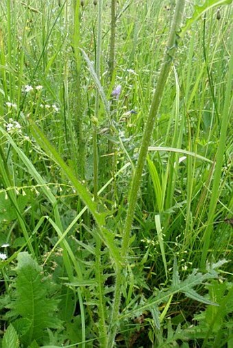 Cirsium ×subalpinum