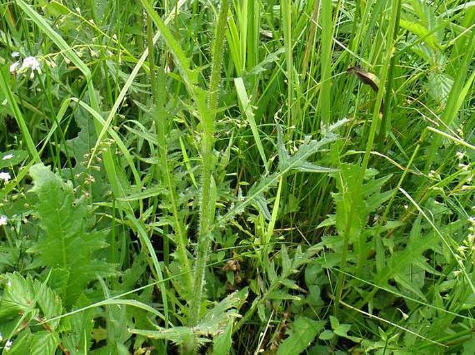 Cirsium ×subalpinum