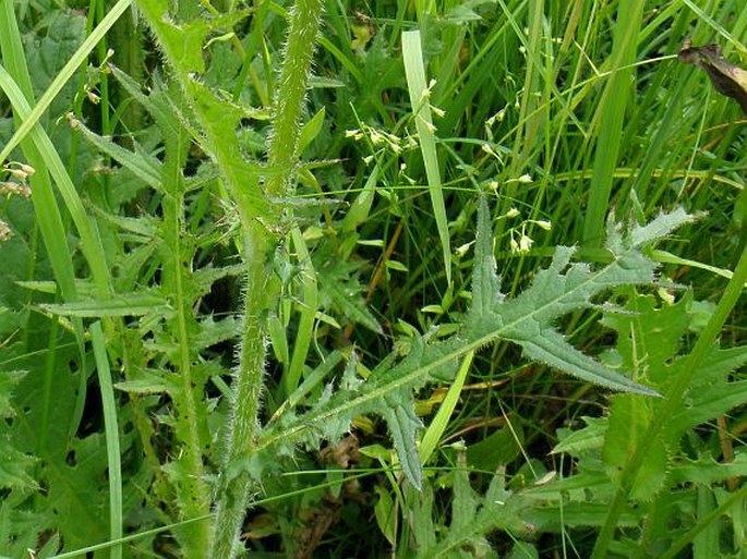 Cirsium ×subalpinum