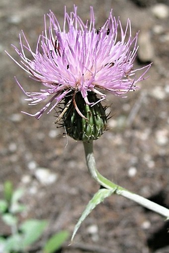 Cirsium undulatum