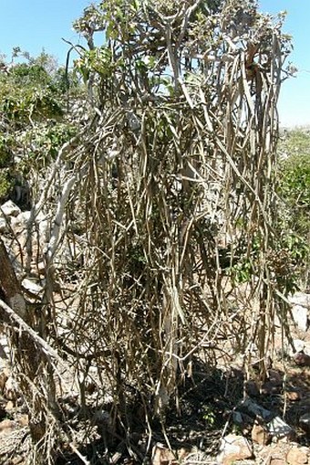 Cissus hamaderohensis