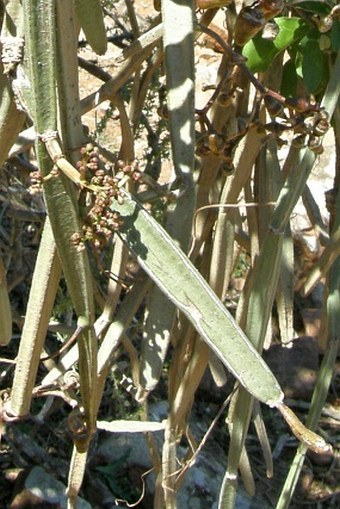 Cissus hamaderohensis