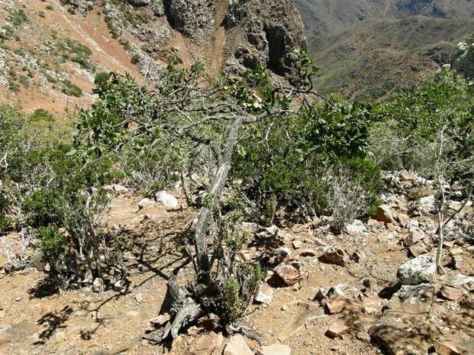 Cissus hamaderohensis