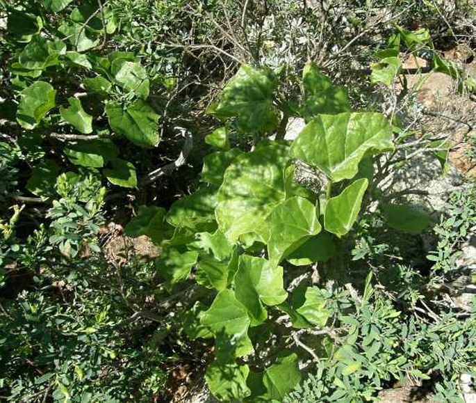 Cissus paniculata