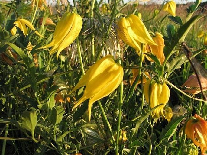 Clematis tangutica