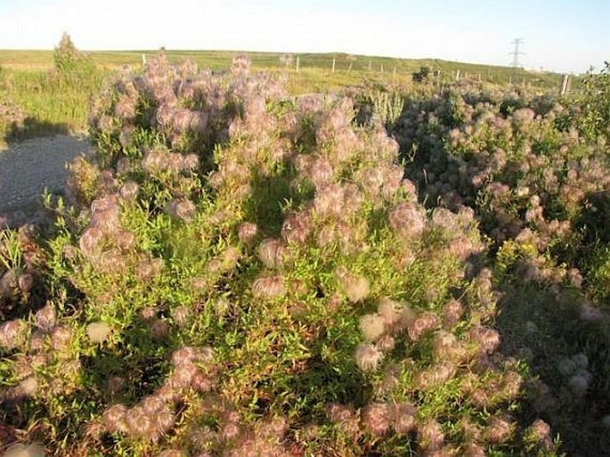 Clematis tangutica