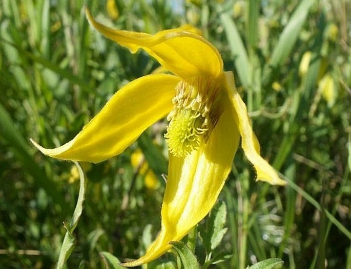 Clematis tangutica