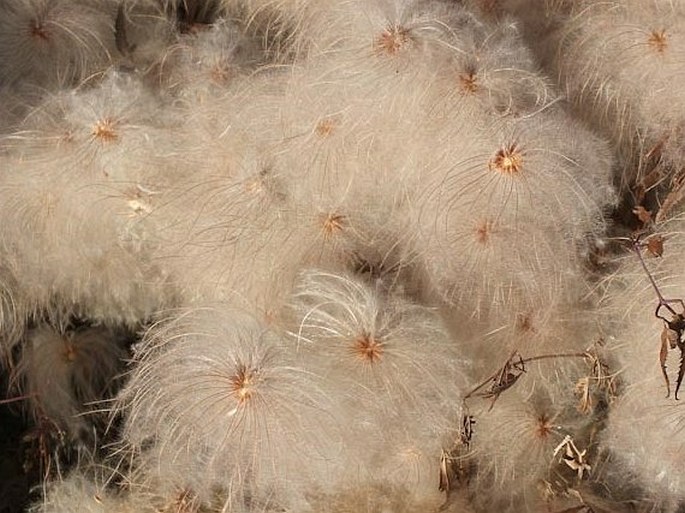 Clematis tangutica