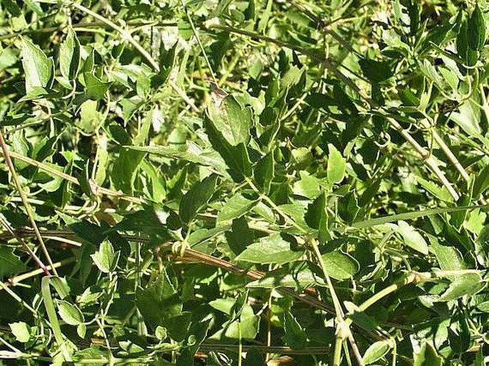 Clematis ligusticifolia