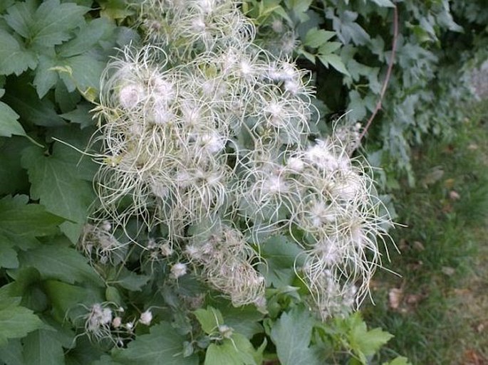 Clematis ligusticifolia