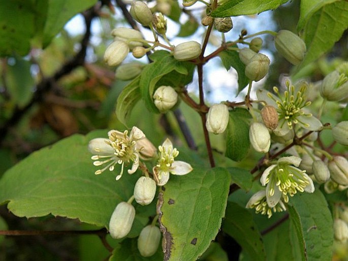 Clematis simensis