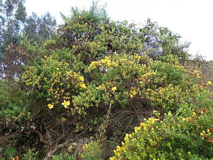 Clematis simensis