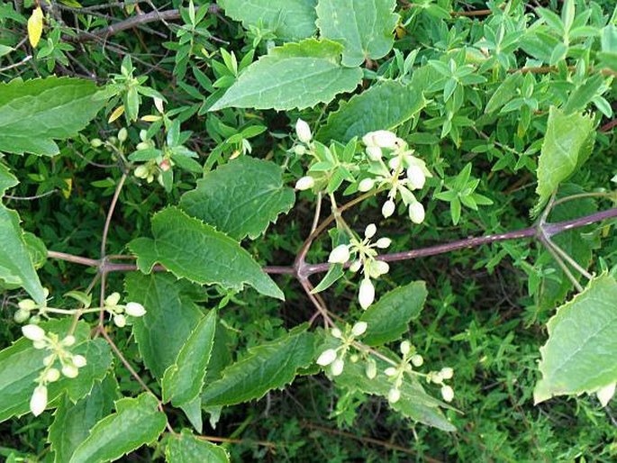 Clematis simensis