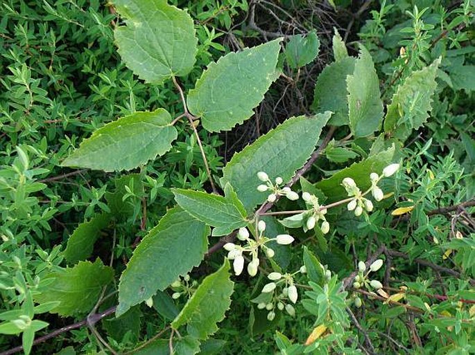 Clematis simensis