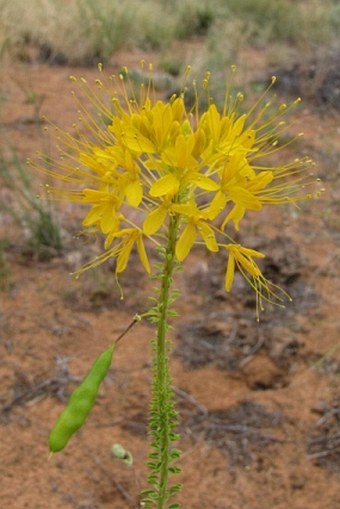 Cleome lutea