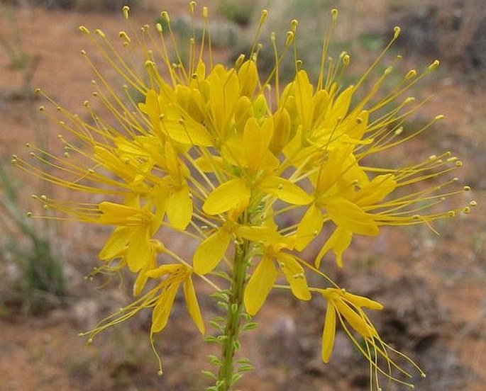 Cleome lutea