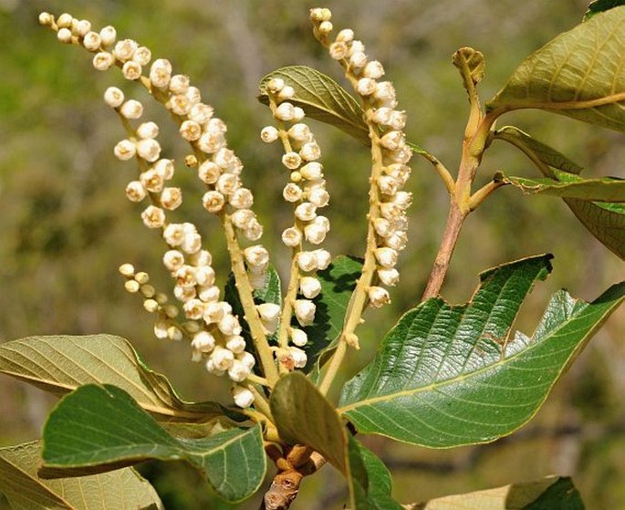 CLETHRA LANATA M. Martens et Galeotti – jochovec