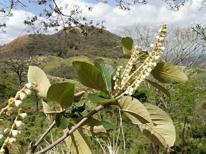 Clethra lanata