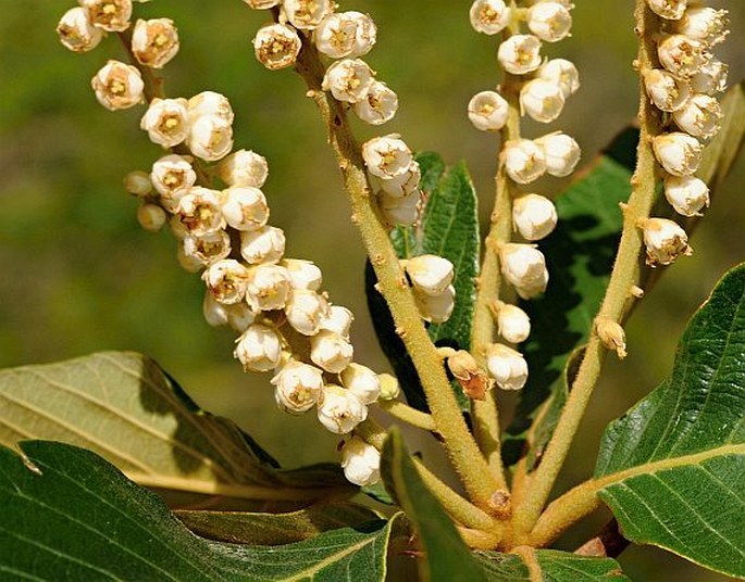 Clethra lanata