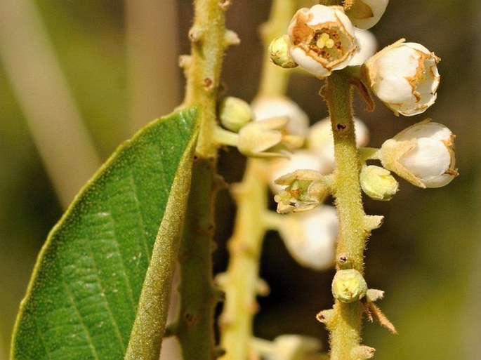 Clethra lanata