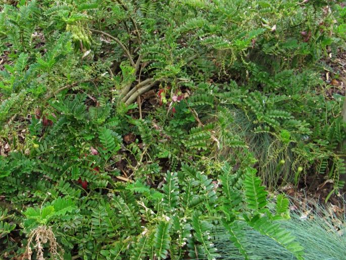 Clianthus puniceus